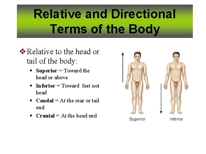 Relative and Directional Terms of the Body v Relative to the head or tail