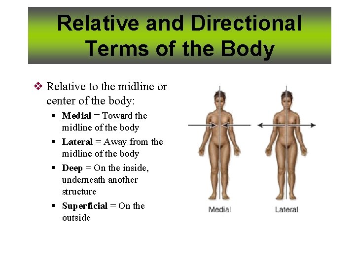 Relative and Directional Terms of the Body v Relative to the midline or center