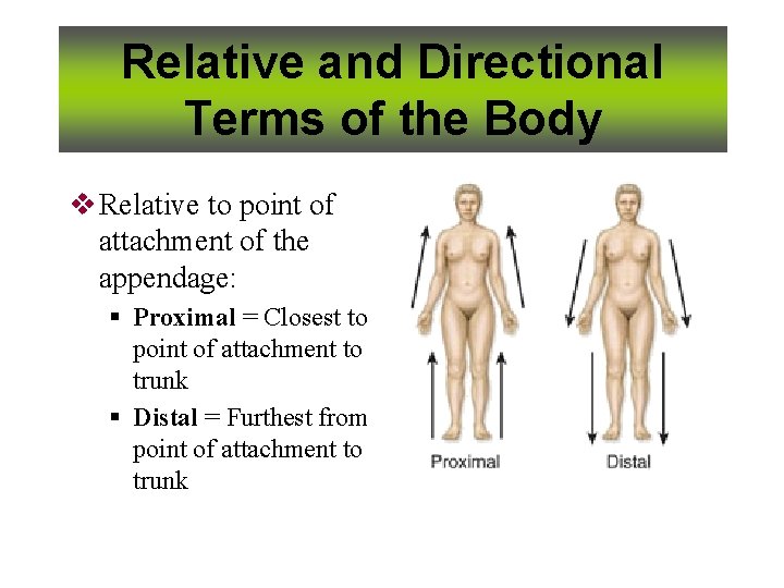 Relative and Directional Terms of the Body v Relative to point of attachment of