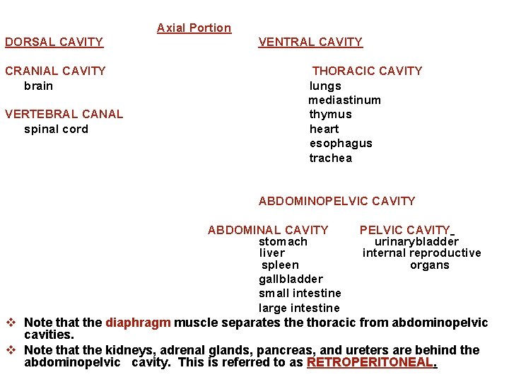 Axial Portion DORSAL CAVITY CRANIAL CAVITY brain VERTEBRAL CANAL spinal cord VENTRAL CAVITY THORACIC