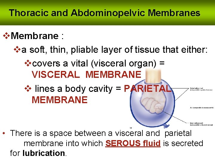 Thoracic and Abdominopelvic Membranes v. Membrane : va soft, thin, pliable layer of tissue