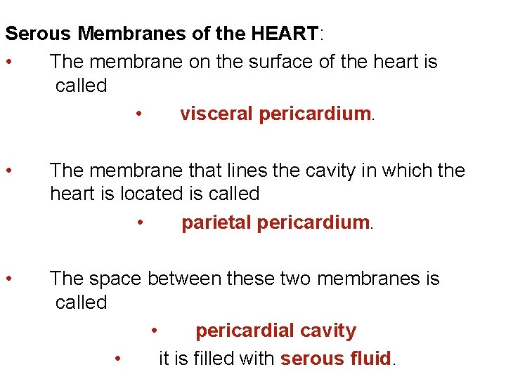 Serous Membranes of the HEART: • The membrane on the surface of the heart