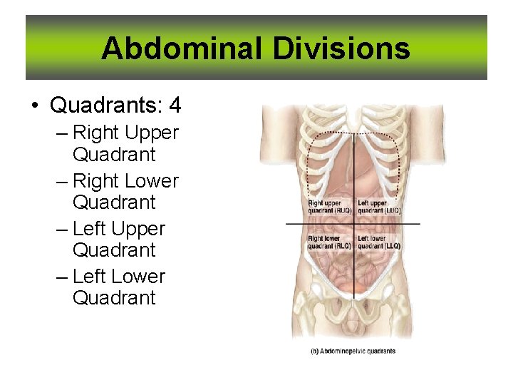 Abdominal Divisions • Quadrants: 4 – Right Upper Quadrant – Right Lower Quadrant –