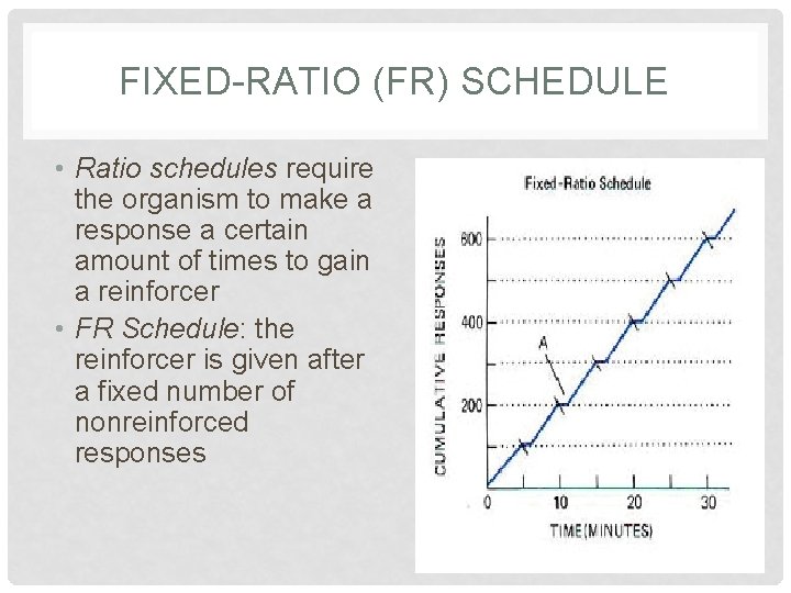 FIXED-RATIO (FR) SCHEDULE • Ratio schedules require the organism to make a response a