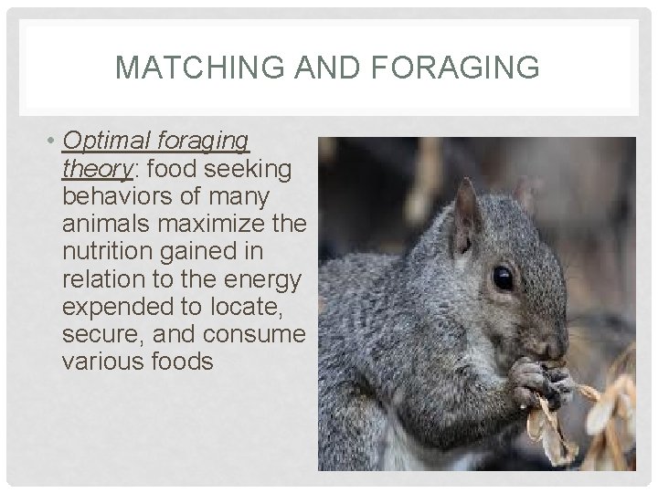 MATCHING AND FORAGING • Optimal foraging theory: food seeking behaviors of many animals maximize