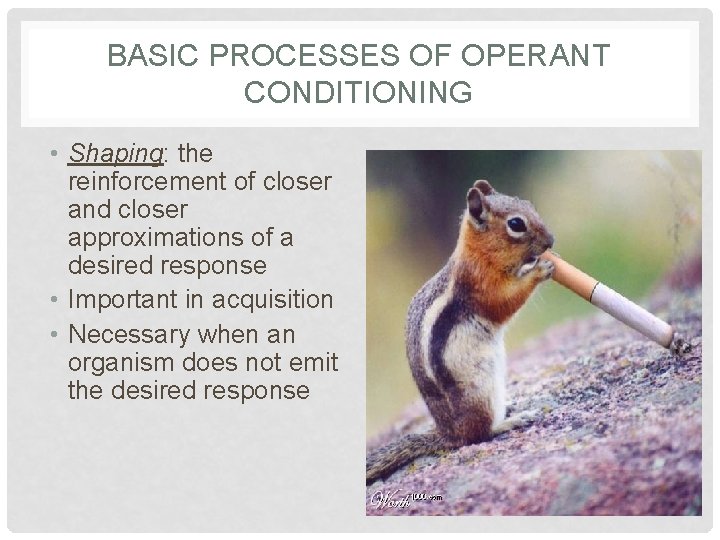 BASIC PROCESSES OF OPERANT CONDITIONING • Shaping: the reinforcement of closer and closer approximations