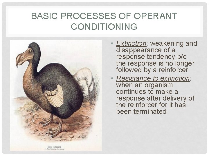 BASIC PROCESSES OF OPERANT CONDITIONING • Extinction: weakening and disappearance of a response tendency BASIC PROCESSES OF OPERANT CONDITIONING • Extinction: weakening and disappearance of a response tendency