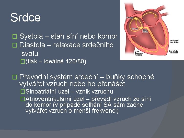 Srdce � � Systola – stah síní nebo komor Diastola – relaxace srdečního svalu