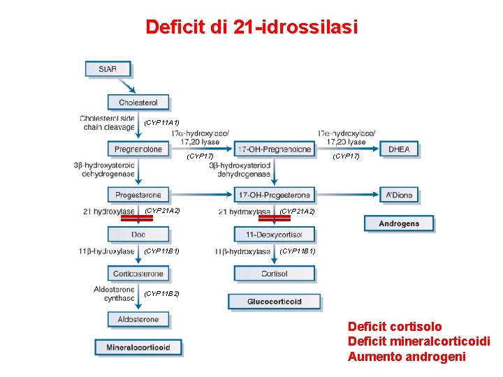 Deficit di 21 -idrossilasi (CYP 11 A 1) (CYP 17) (CYP 21 A 2) Deficit di 21 -idrossilasi (CYP 11 A 1) (CYP 17) (CYP 21 A 2)