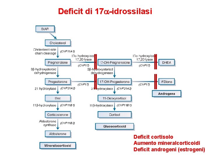 Deficit di 17 a-idrossilasi (CYP 11 A 1) (CYP 17) (CYP 21 A 2)