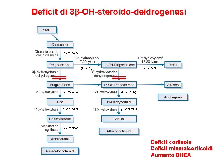 Deficit di 3 b-OH-steroido-deidrogenasi (CYP 11 A 1) (CYP 17) (CYP 21 A 2)