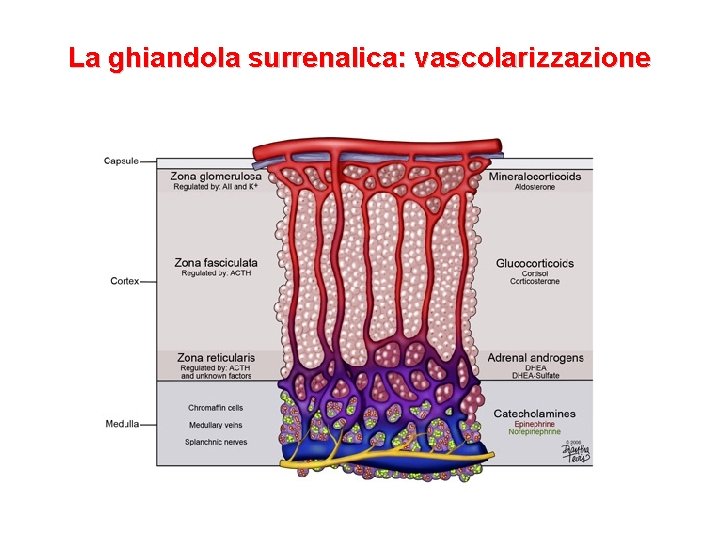 La ghiandola surrenalica: vascolarizzazione La ghiandola surrenalica: vascolarizzazione