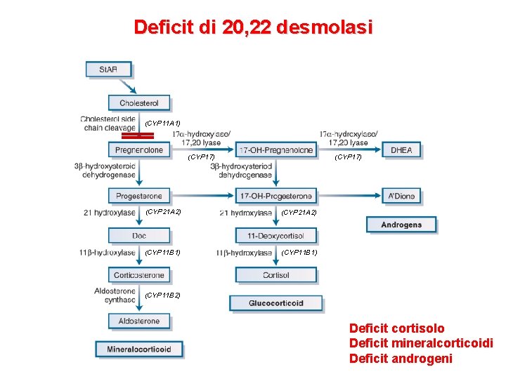 Deficit di 20, 22 desmolasi (CYP 11 A 1) (CYP 17) (CYP 21 A Deficit di 20, 22 desmolasi (CYP 11 A 1) (CYP 17) (CYP 21 A