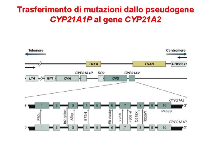 Trasferimento di mutazioni dallo pseudogene CYP 21 A 1 P al gene CYP 21