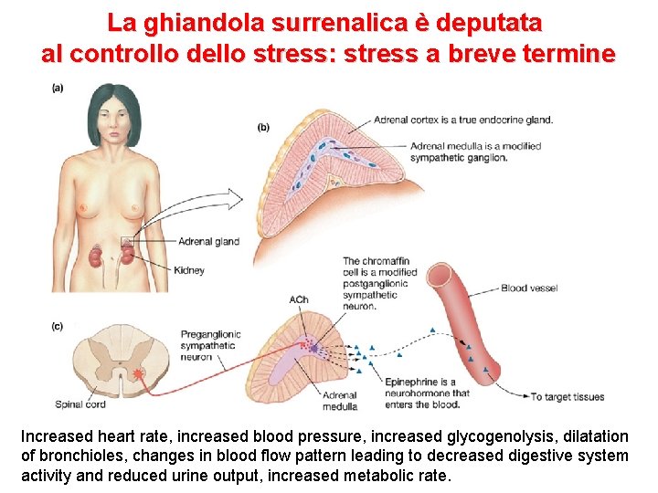 La ghiandola surrenalica è deputata al controllo dello stress: stress a breve termine Increased