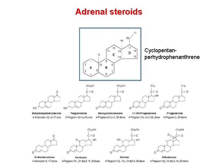 Adrenal steroids Cyclopentanperhydrophenanthrene 