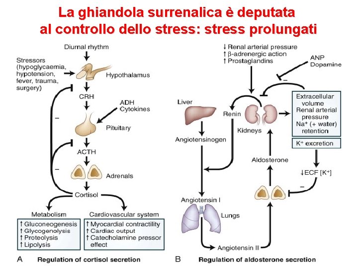 La ghiandola surrenalica è deputata al controllo dello stress: stress prolungati 