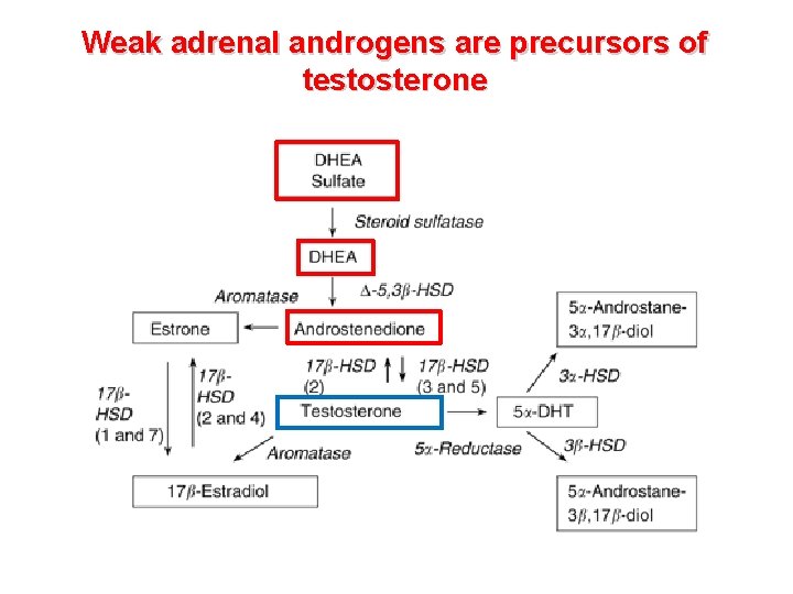 Weak adrenal androgens are precursors of testosterone 