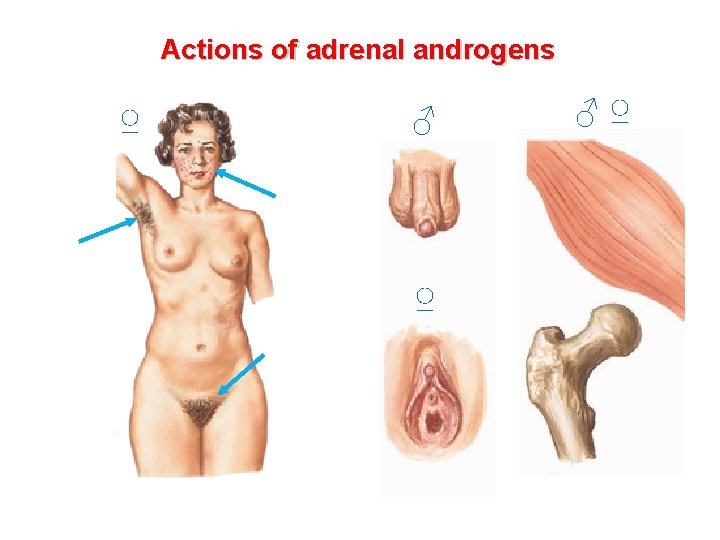 Actions of adrenal androgens ♀ ♂ ♀ 