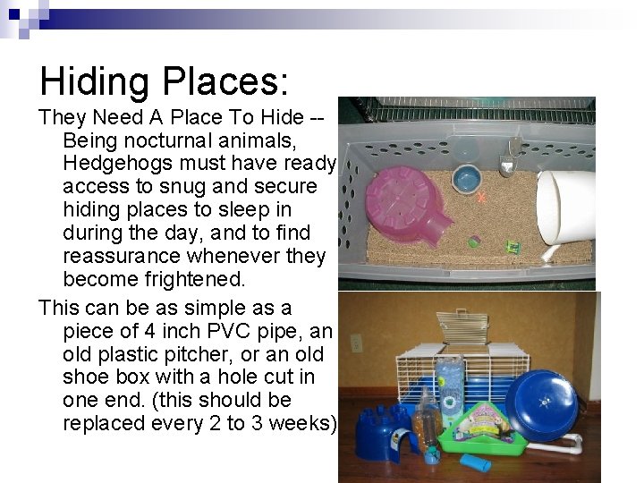 Hiding Places: They Need A Place To Hide -- Being nocturnal animals, Hedgehogs must