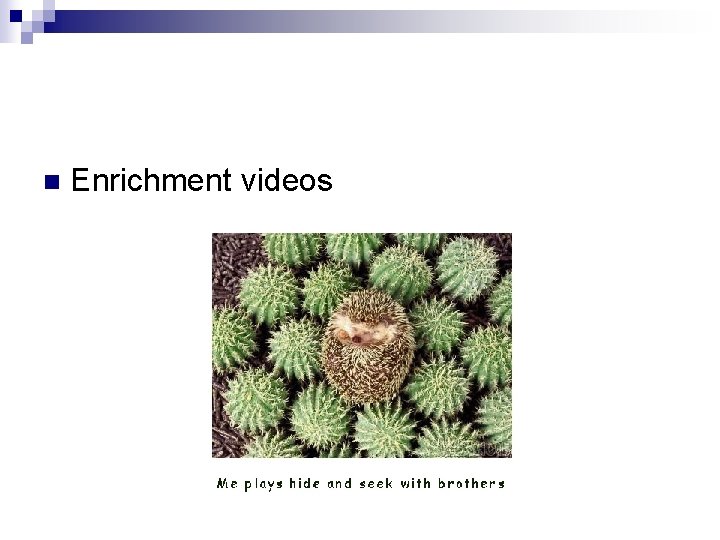 n Enrichment videos 