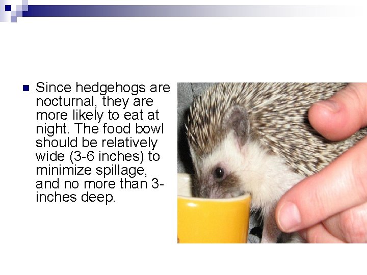 n Since hedgehogs are nocturnal, they are more likely to eat at night. The