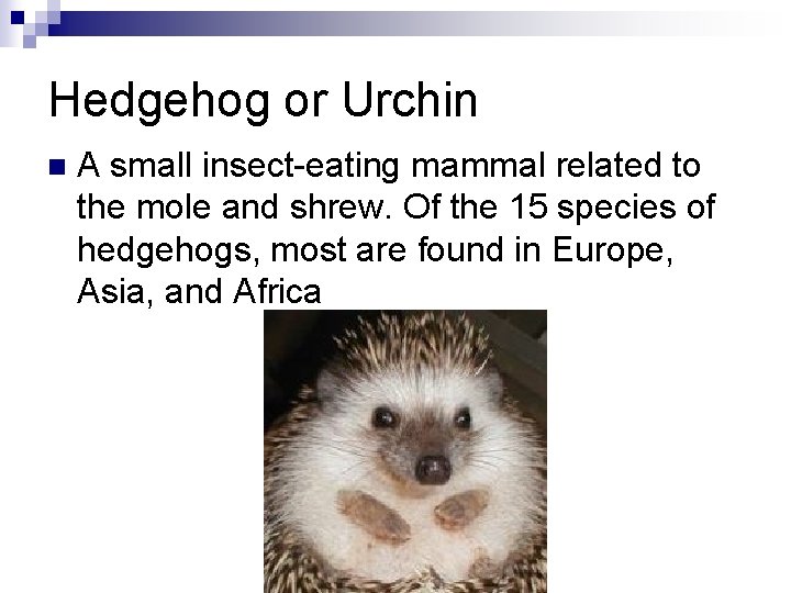 Hedgehog or Urchin n A small insect-eating mammal related to the mole and shrew.