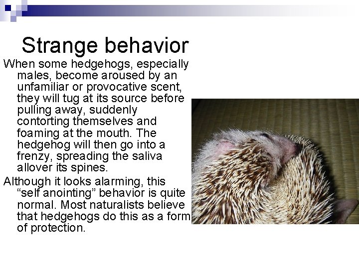 Strange behavior When some hedgehogs, especially males, become aroused by an unfamiliar or provocative