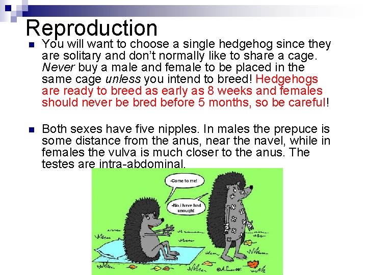 Reproduction n You will want to choose a single hedgehog since they are solitary