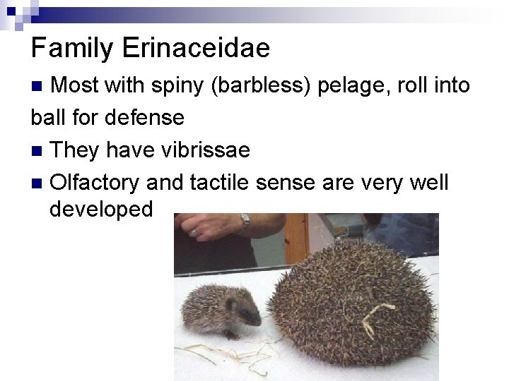 Family Erinaceidae Most with spiny (barbless) pelage, roll into ball for defense n They