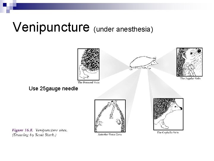 Venipuncture (under anesthesia) Use 25 gauge needle 