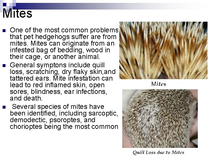 Mites n n n One of the most common problems that pet hedgehogs suffer