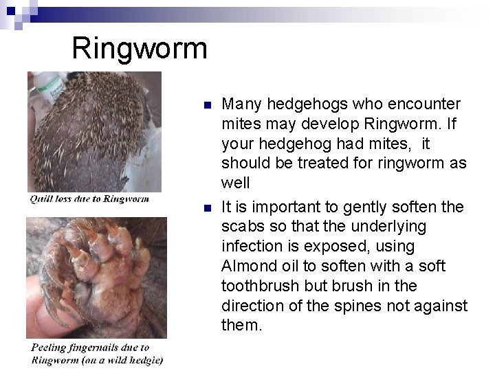 Ringworm n n Many hedgehogs who encounter mites may develop Ringworm. If your hedgehog