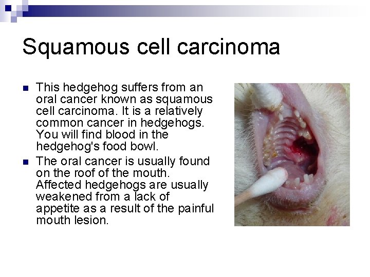 Squamous cell carcinoma n n This hedgehog suffers from an oral cancer known as