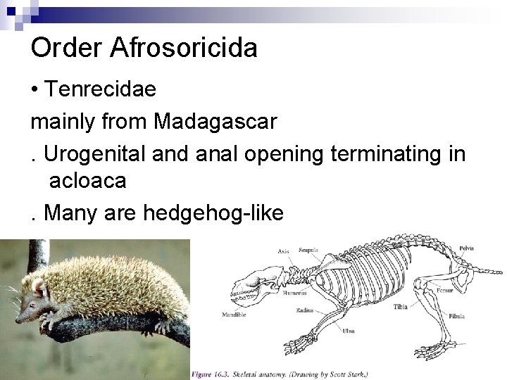 Order Afrosoricida • Tenrecidae mainly from Madagascar. Urogenital and anal opening terminating in acloaca.