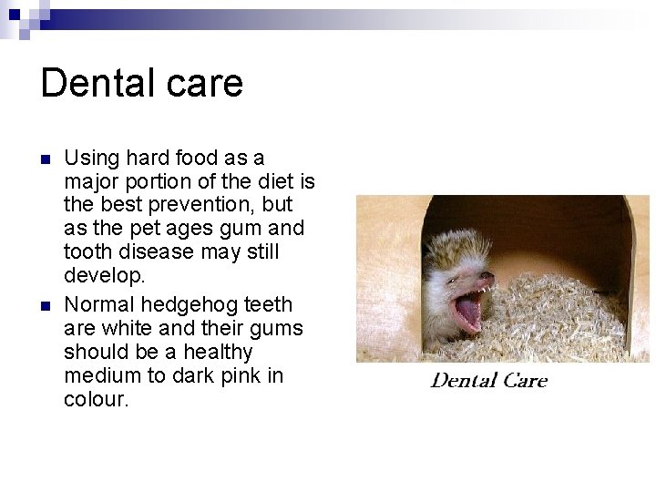 Dental care n n Using hard food as a major portion of the diet