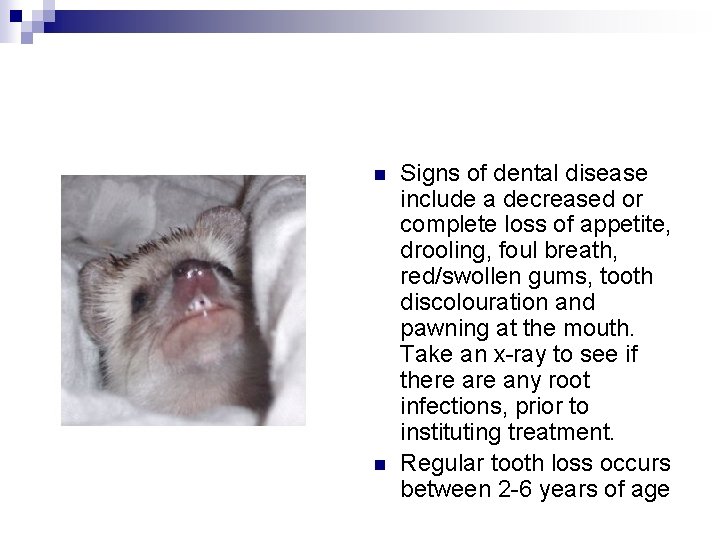 n n Signs of dental disease include a decreased or complete loss of appetite,