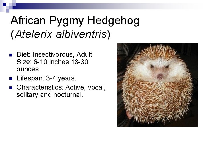 African Pygmy Hedgehog (Atelerix albiventris) n n n Diet: Insectivorous, Adult Size: 6 -10