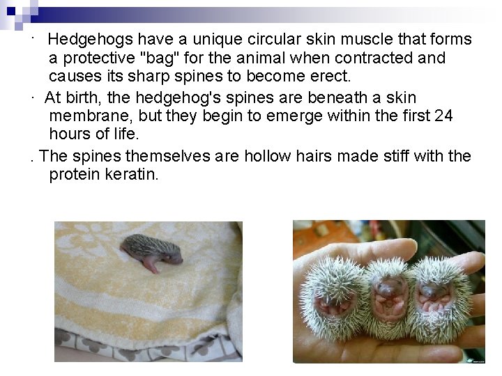 · Hedgehogs have a unique circular skin muscle that forms a protective "bag" for