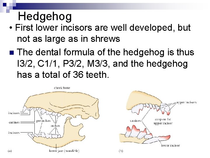 Hedgehog • First lower incisors are well developed, but not as large as in