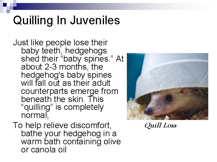 Quilling In Juveniles Just like people lose their baby teeth, hedgehogs shed their “baby