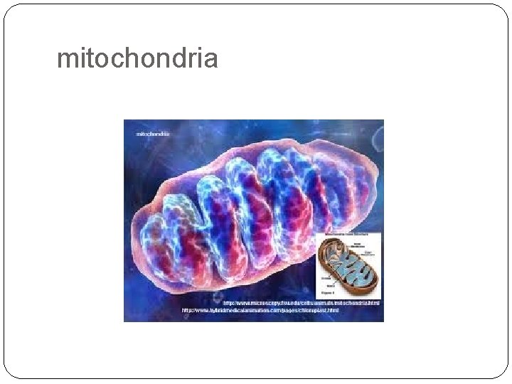 mitochondria 