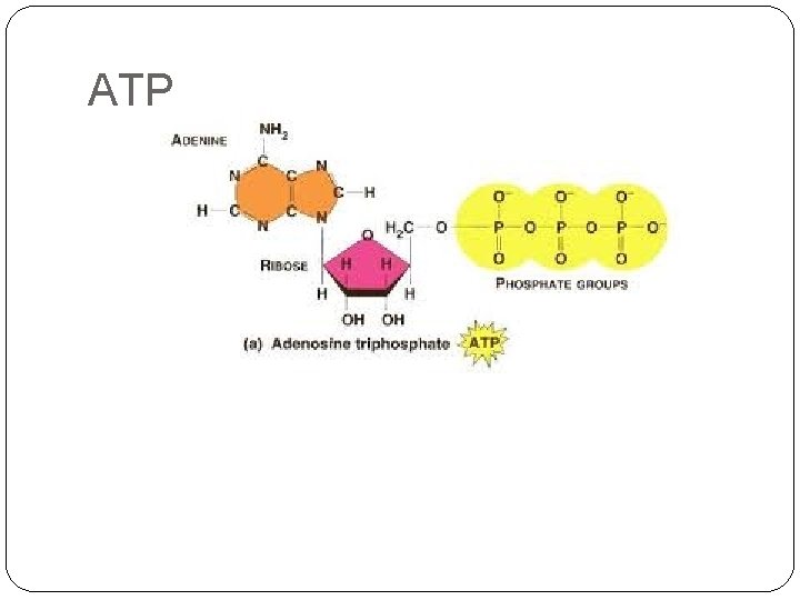 ATP 