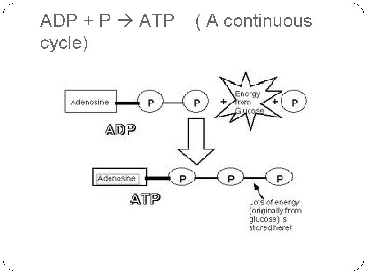 ADP + P ATP cycle) ( A continuous 