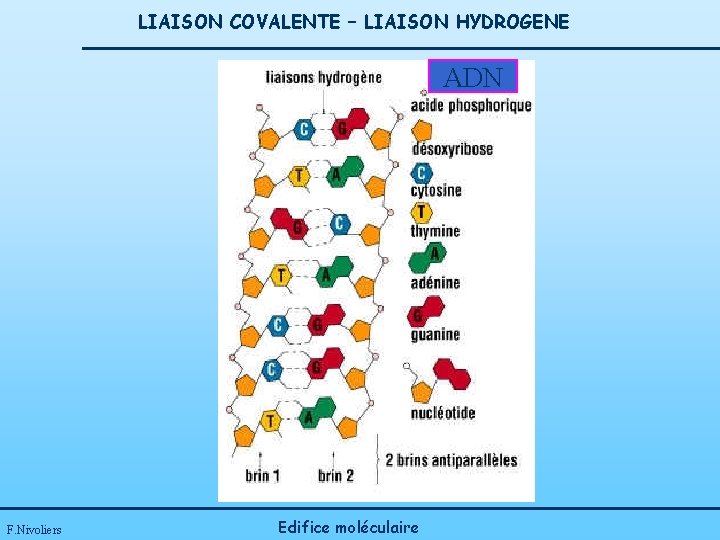 LIAISON COVALENTE – LIAISON HYDROGENE ADN F. Nivoliers Edifice moléculaire 