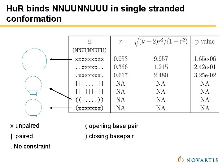 Hu. R binds NNUUU in single stranded conformation x unpaired ( opening base pair Hu. R binds NNUUU in single stranded conformation x unpaired ( opening base pair