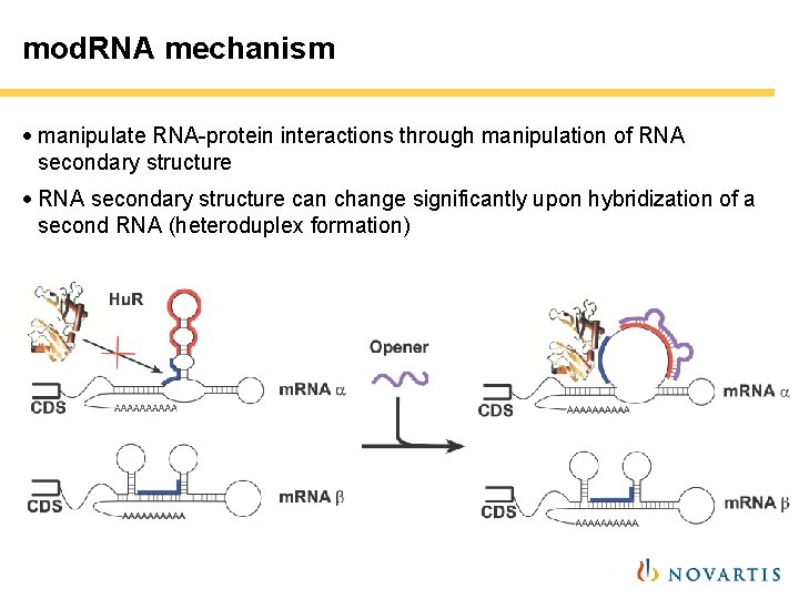 mod. RNA mechanism · manipulate RNA-protein interactions through manipulation of RNA secondary structure · mod. RNA mechanism · manipulate RNA-protein interactions through manipulation of RNA secondary structure ·