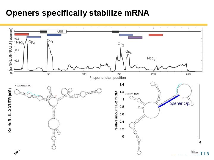Openers specifically stabilize m. RNA . . . . opener Op 1 Openers specifically stabilize m. RNA . . . . opener Op 1