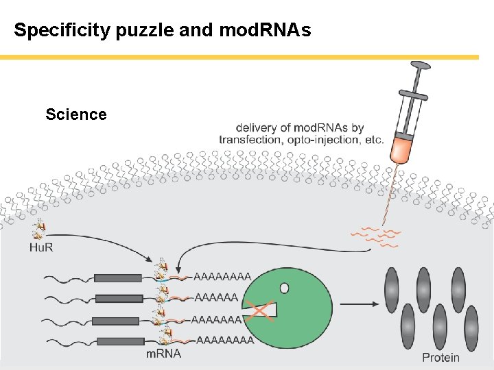 Specificity puzzle and mod. RNAs Science Specificity puzzle and mod. RNAs Science