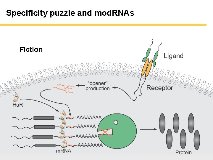 Specificity puzzle and mod. RNAs Fiction Specificity puzzle and mod. RNAs Fiction